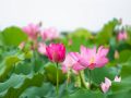 Giải mã giấc mơ thấy hoa sen điềm gì, đánh con gì