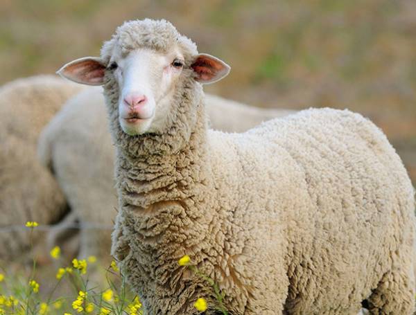 Nằm Mơ Thấy Con Cừu Đánh Số Mấy Chắc Ăn Nhất |