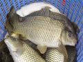 Nằm mơ thấy cá chết đánh con gì? Bí ẩn giấc mơ