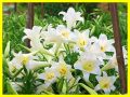Mơ thấy hoa loa kèn đánh con gì? Ý nghĩa điềm báo giấc mơ