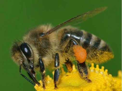 Điềm báo giấc mơ thấy ong là gì? Đánh lô bao nhiêu?