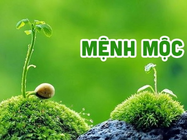 Tiết lộ con số hợp mệnh Mộc 1988 mở cánh cửa thành công