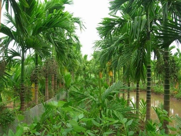 Ngủ mơ thấy cây cau thông điệp gì về cuộc sống?