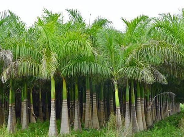 Ngủ mơ thấy cây cau thông điệp gì về cuộc sống?