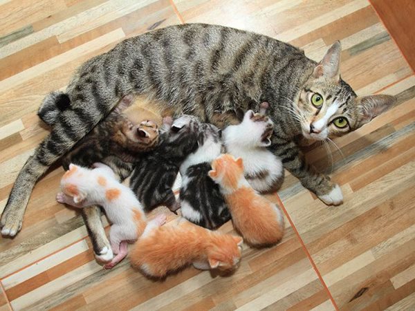 Giải mã bí ẩn nằm mơ thấy mèo đẻ là điềm gì, hên hay xui?