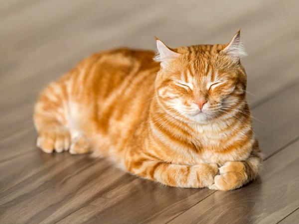 Luận giải ý nghĩa giấc mơ thấy mèo vàng chung chung