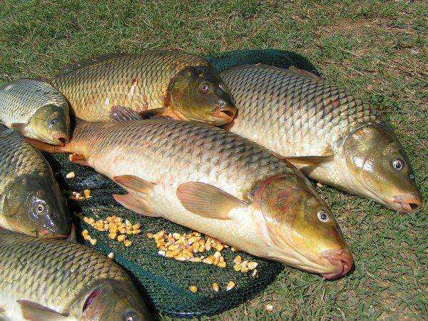 Nằm mơ thấy cá to đem đến số gì may mắn phát tài