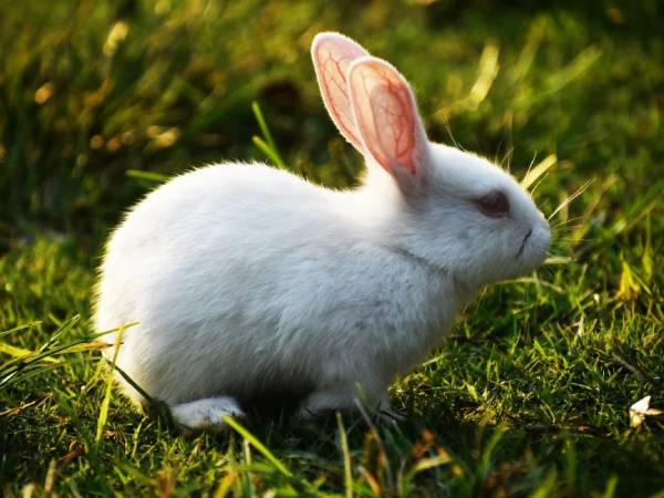 Nằm mơ thấy thỏ là điềm báo gì, chọn số gì vượng tài lộc?